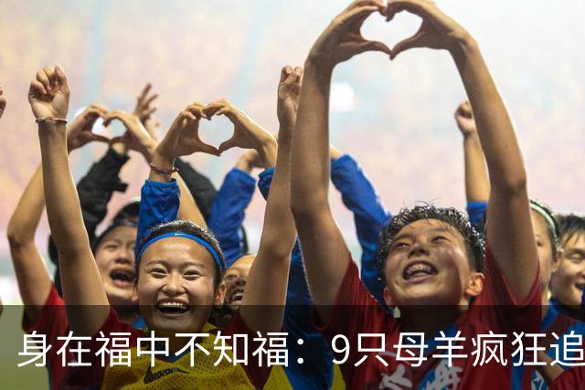 身在福中不知福：9只母羊疯狂追求，公羊扛不住，躲进下水道